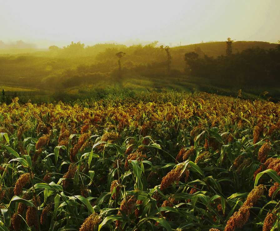 首页-人生就是博手机版