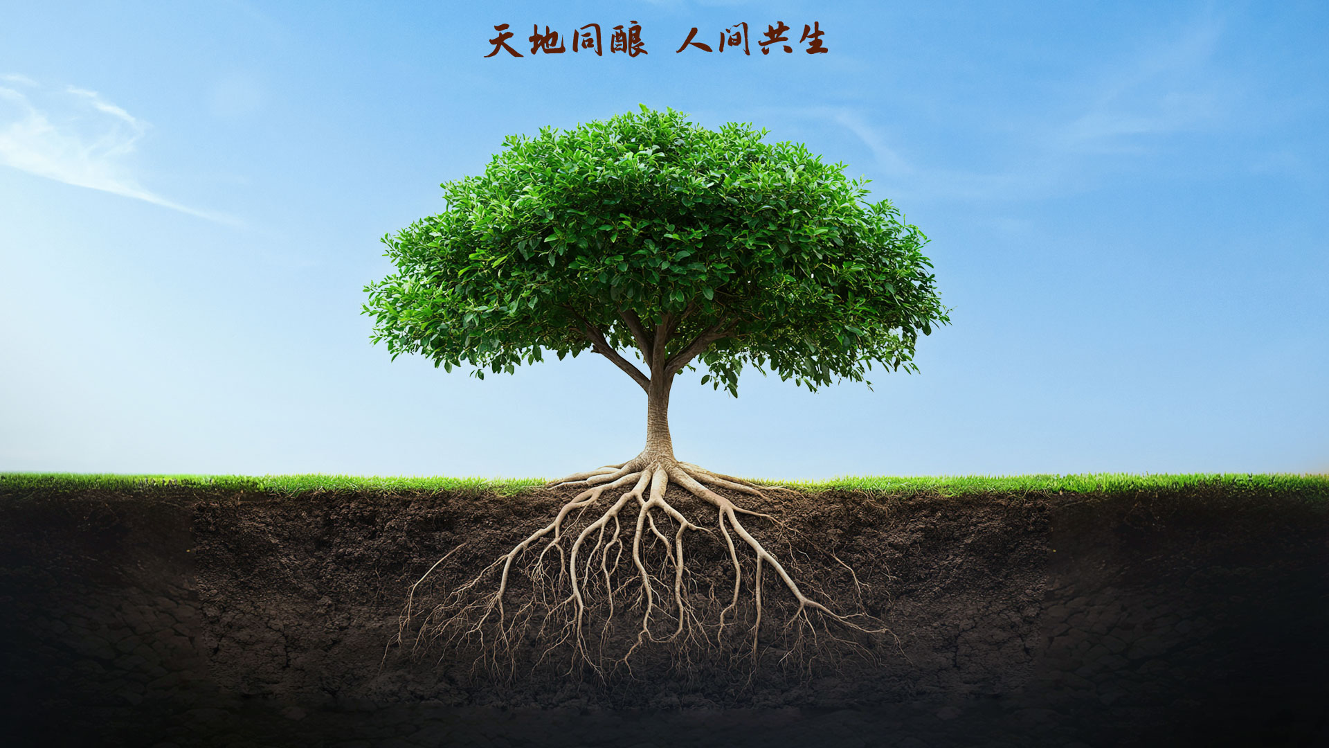 首页-人生就是博手机版